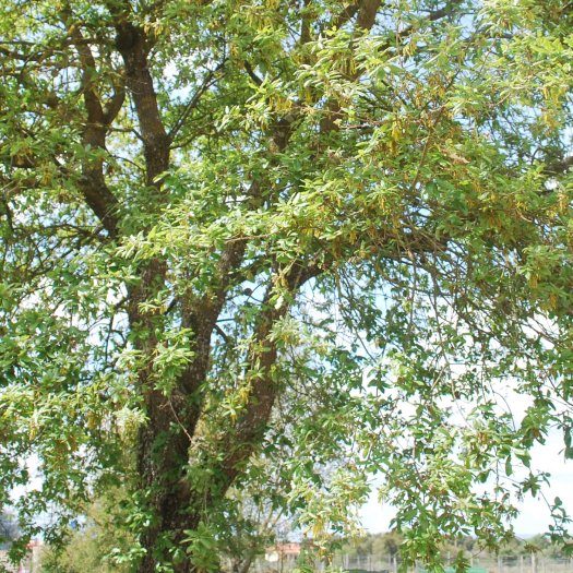 phoca thumb l Quercus faginea