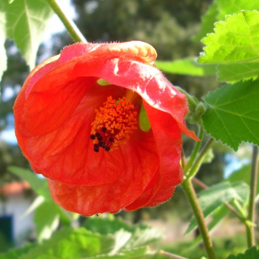 phoca thumb l Abutilon darwinii