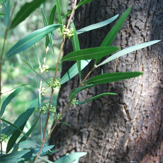 phoca thumb l Phillyrea angustifolia