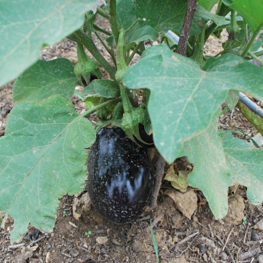 phoca thumb m Solanum melongena